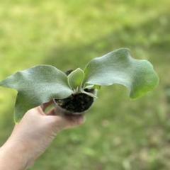 ビカクシダ P.willinckii Pearl Queen Spore 4 P.willinckii Pearl Queen【artPLANTs】ビカクシダ/Platycerium