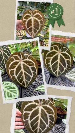 2025年最新】anthurium crystallinumの人気アイテム - メルカリ