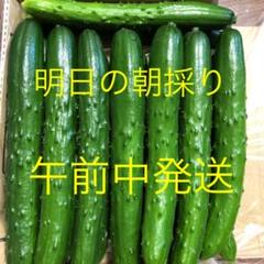 農家直送新鮮野菜キュウリ即購入OKきゅうり胡瓜