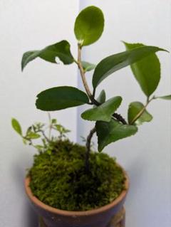 盆栽鉢　桑津香石　山野草　梅　椿　小品盆栽 盆栽鉢 桑津香石 山野草 梅 椿 小品盆栽