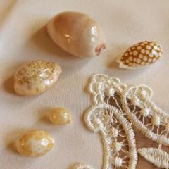 COWRIES　オサナ　カノコ　パパイア　フイリチドリダカラガイ　宝貝　貝殻5個 COWRIES オサナ カノコ パパイア フイリチドリダカラガイ 宝貝