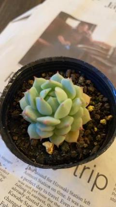 メルカリ くみ さま確認用 植物 観葉植物 999 999 中古や未使用のフリマ メルカリ くみ さま確認用 植物 観葉植物 999 999 中古や未使用のフリマ