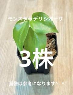 モンステラ89 スケルトン　デリシオーサ　新芽展開中　発根済み　限定株 モンステラ89 スケルトンデリシオーサ新芽展開中発根済み限定株
