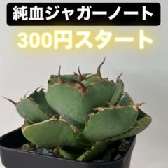 2025年最新】ジャガーノート アガベの人気アイテム - メルカリ