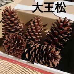 2025年最新】松ぼっくり 巨大の人気アイテム - メルカリ