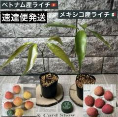 メルカリ便発送‼︎　レイオブライト変わり斑　レア‼︎　3本カット苗 2025年最新】ライチ苗の人気アイテム - メルカリ