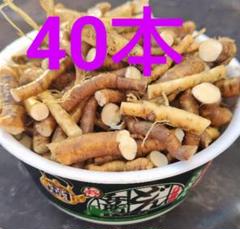 2025年最新】わさび苗 山の人気アイテム - メルカリ