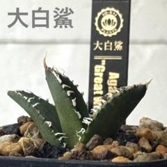 特出！アガベチタノタ大白鯊（極上株）S級激レアスーパーホオジロザメ狂暴極狂刺！ アガベ 大白鯊 ホホジロザメ チタノタ 子株 （アガベ チタノタ