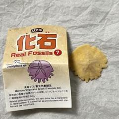 化石　ウニ　雲丹　鎌倉 2025年最新】ウニ 化石の人気アイテム - メルカリ