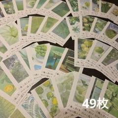 手書きサンキューカードサンクスカード【フォトグリーン】49枚
