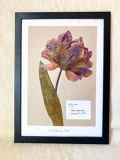 押し花アート 額縁込み (54cm×44cm) 赤華 押し花アート額 額縁【 タテ56.5cm×ヨコ52cm 】牡丹の押し花