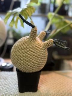 パキポディウム グラキリス あみぐるみ 植物 ハンドメイド