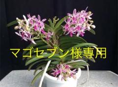 洋蘭 バンダの中古 未使用品 メルカリ