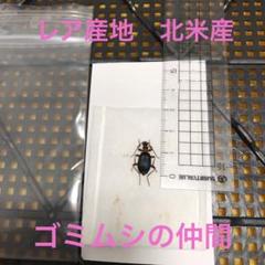 2025年最新】ゴミムシの人気アイテム - メルカリ
