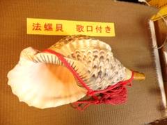 ryohan　法螺貝 約40.5㎝ 木製歌口,赤紐付　新品　 MH-427 ryohan様専用 法螺貝 約40.5㎝ 木製歌口,赤紐付 新品 MH-427
