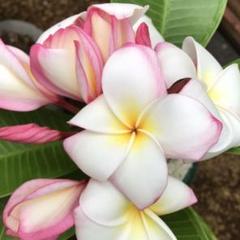 2023年最新】挿し木 プルメリアの人気アイテム - メルカリ