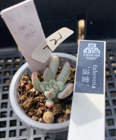 No.3 多肉植物 抜き苗 春秋 優木園札付き - メルカリ