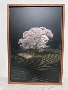 山田悠人　Sakura 絵画　写真 山田悠人 Sakura 絵画 写真 - 絵画オンライン 通販