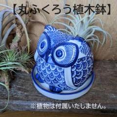 Amazon.co.jp: マイセン 陶板 プラーク 梟 フクロウ Meissen