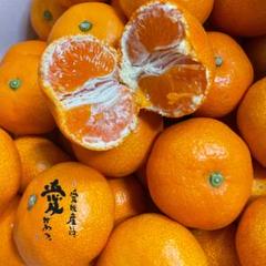 2023年最新】みかん 1 kg 愛媛の人気アイテム - メルカリ