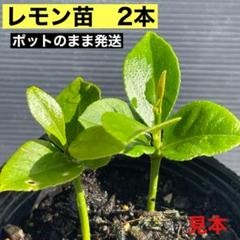 無農薬 レモン苗木 苗 広島レモン 果物苗 苗木 野菜 - メルカリ