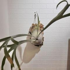 P.veitchii Limited species 3 親株サイズ 子株多数 P.veitchii Limited species 3 親株サイズ 子株多数 - メルカリ