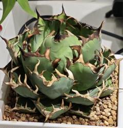2株セット 白鯨 黒鯨 アガベ チタノタ オアハカ アガベ チタノタ銘品3種セット（白鯨・赤猫・ブラック＆ブルー