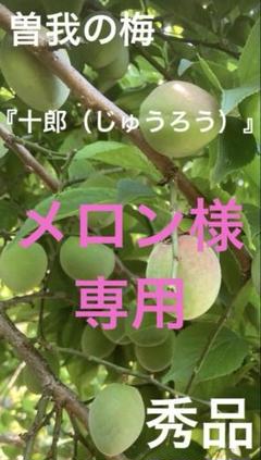 公式サイト 曽我の梅『十郎』生梅 メルカリ - 5キロ 秀品 枝・実・果実