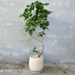 大型　希少　シェフレラ　マルコ　曲がり仕立て　10号　バルーン陶器鉢　植え込み 大型 希少 シェフレラ マルコ 曲がり仕立て 10号 バルーン陶器鉢