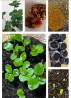 達磨艶プレミアム桃原郷 多肉植物 パキフィツム