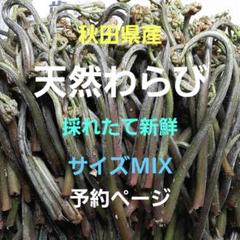 秋田県産 天然 山菜 わらび 蕨 鉤わらび カギわらび 採れたて 予約ページ 秋田県産 天然 山菜 わらび 蕨 鉤わらび カギわらび 採れたて