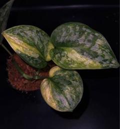 2025年最新】品種名：スキンダプサス その他観葉植物の人気