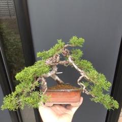 楓*ー様 糸魚川真柏　小品盆栽　いい木です 楓*ー様 糸魚川真柏 小品 盆栽 素材 - メルカリ