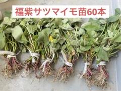ふくむらさき紫芋苗 さつまいも苗60本 - メルカリ