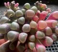 【速達付】234 五十鈴玉錦　多頭お買得品　最上級斑入り　多肉植物　輸入苗 専用 五十鈴玉錦 輸入苗 多肉植物 - メルカリ