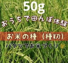 2025年最新】バケツ稲の人気アイテム - メルカリ