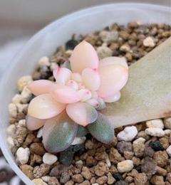 多肉植物    アリエル錦 多肉植物 アリエル錦 発根済