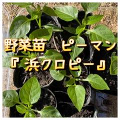 ピーマン苗『浜クロピー』2株＋予備1のサムネイル