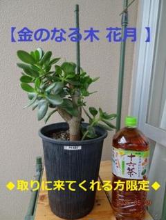 plant　引取り限定 2025年最新】引き取り限定 植物の人気アイテム - メルカリ