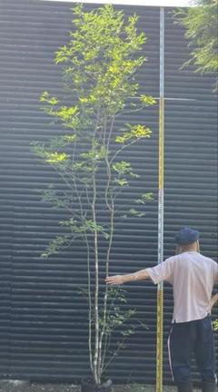 2025年最新】アオダモ 山採りの人気アイテム - メルカリ