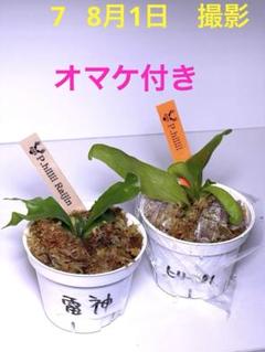 ビカクシダ25-121 ヒリー雷神　ヒリー#1 胞子培養のサムネイル