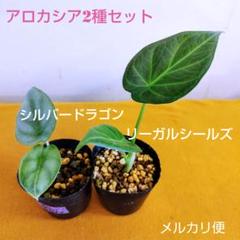 楽天市場】アロカシア（カラーブラック）（花・観葉植物｜花