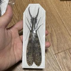 大型 オオキバヘビトンボ 大型だが奇形 オオキバヘビトンボ 標本 - メルカリ