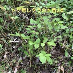 ライライ様のタラの木の苗 ライライ様のタラの木の苗