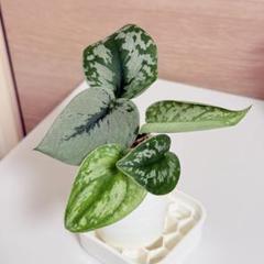 2025年最新】scindapsus スキンダプサスの人気アイテム - メルカリ