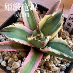 Mai…H♡　匿名配送【鉢ごと発送】アガベ　姫厳竜錦　覆輪斑　TC 匿名配送【鉢ごと発送】活着 アガベ チタノタ 姫厳竜錦 覆輪斑
