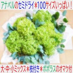 新物❣️アナベル⭕️切りたて⭕️100サイズ箱⭕️枝付き⭕️ポポラスのオマケ付のサムネイル