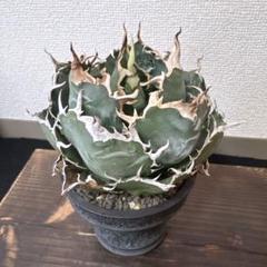 【最終値下げ】アガベ　チタノタ　オテロイ　白鯨　大株 アガベ チタノタ 白鯨｜Yahoo!フリマ（旧PayPayフリマ）
