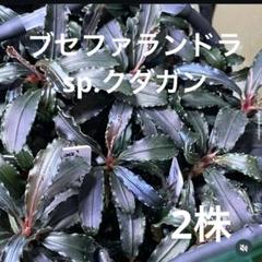 2025年最新】ブセファランドラ セットの人気アイテム - メルカリ