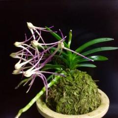 富貴蘭　三蝶咲『万華鏡』7枚葉 風蘭　長生蘭　春蘭　東洋蘭　山野草　多肉植物 富貴蘭 豆葉『紅緑宝』10枚葉 風蘭 春蘭 長生蘭 セッコク 東洋蘭